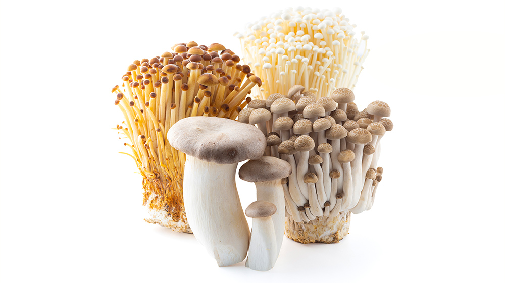 キノコイメージ